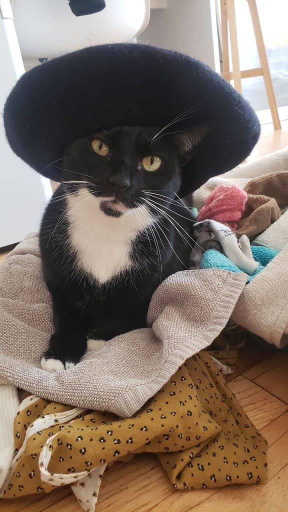 Tuxedo cat adoption brooklyn ny adopt joan