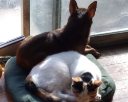 Chihuahua for adoption in kansas city