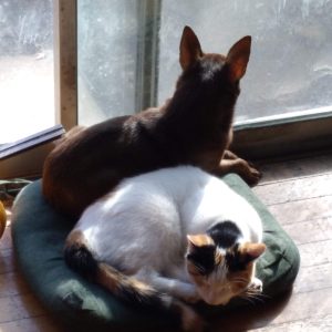 chihuahua for adoption in kansas city
