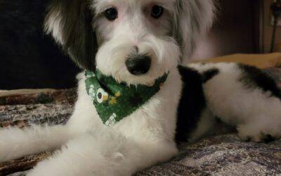 ADOPTED – Sheepadoodle Puppy in Richmond Williamsburg VA – Supplies Included – Adopt Pearl