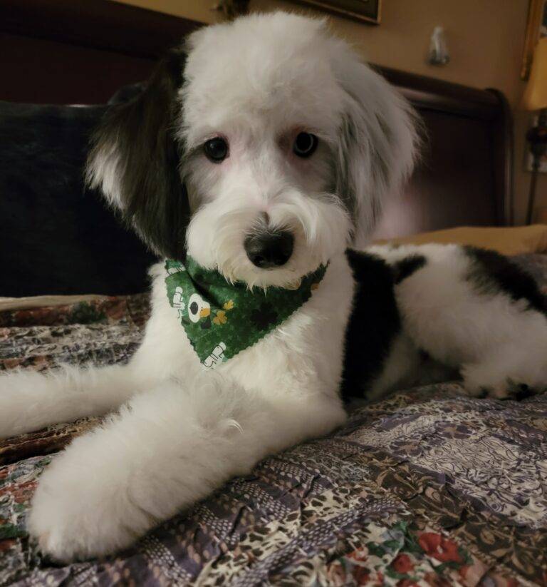Adopted – sheepadoodle puppy in richmond williamsburg va – supplies included – adopt pearl