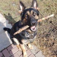 Gorgeous German Shepherd For Adoption In Hamilton ON – Supplies Included – Adopt Diesel