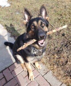 Gorgeous german shepherd for adoption in hamilton on – supplies included – adopt diesel
