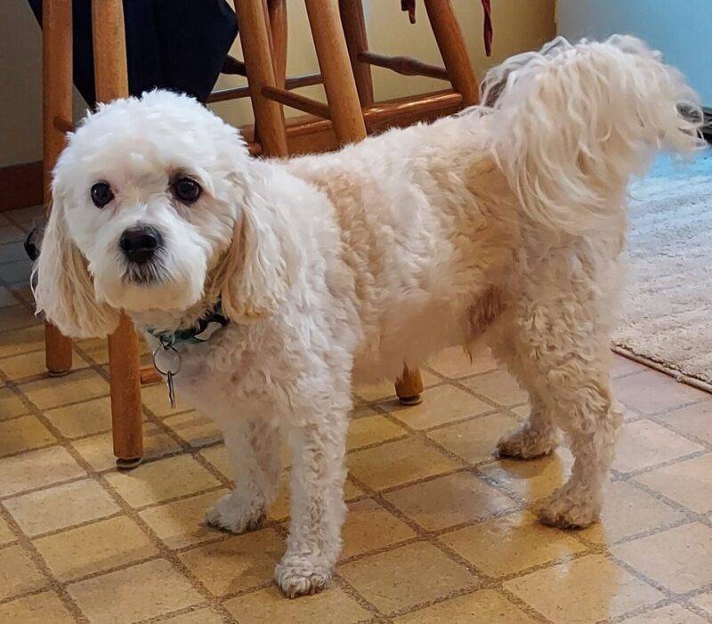 Photo of bentley , who is a cavachon dog for adoption in kenmore new york