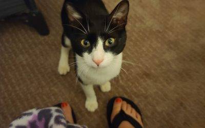 Atlanta (Acworth) GA – Cuddly Black and White Tuxedo Kitten For Adoption – Supplies Included – Adopt Sweet Seven