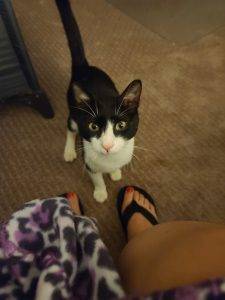 Atlanta (Acworth) GA – Cuddly Black And White Tuxedo Kitten For Adoption – Supplies Included – Adopt Sweet Seven