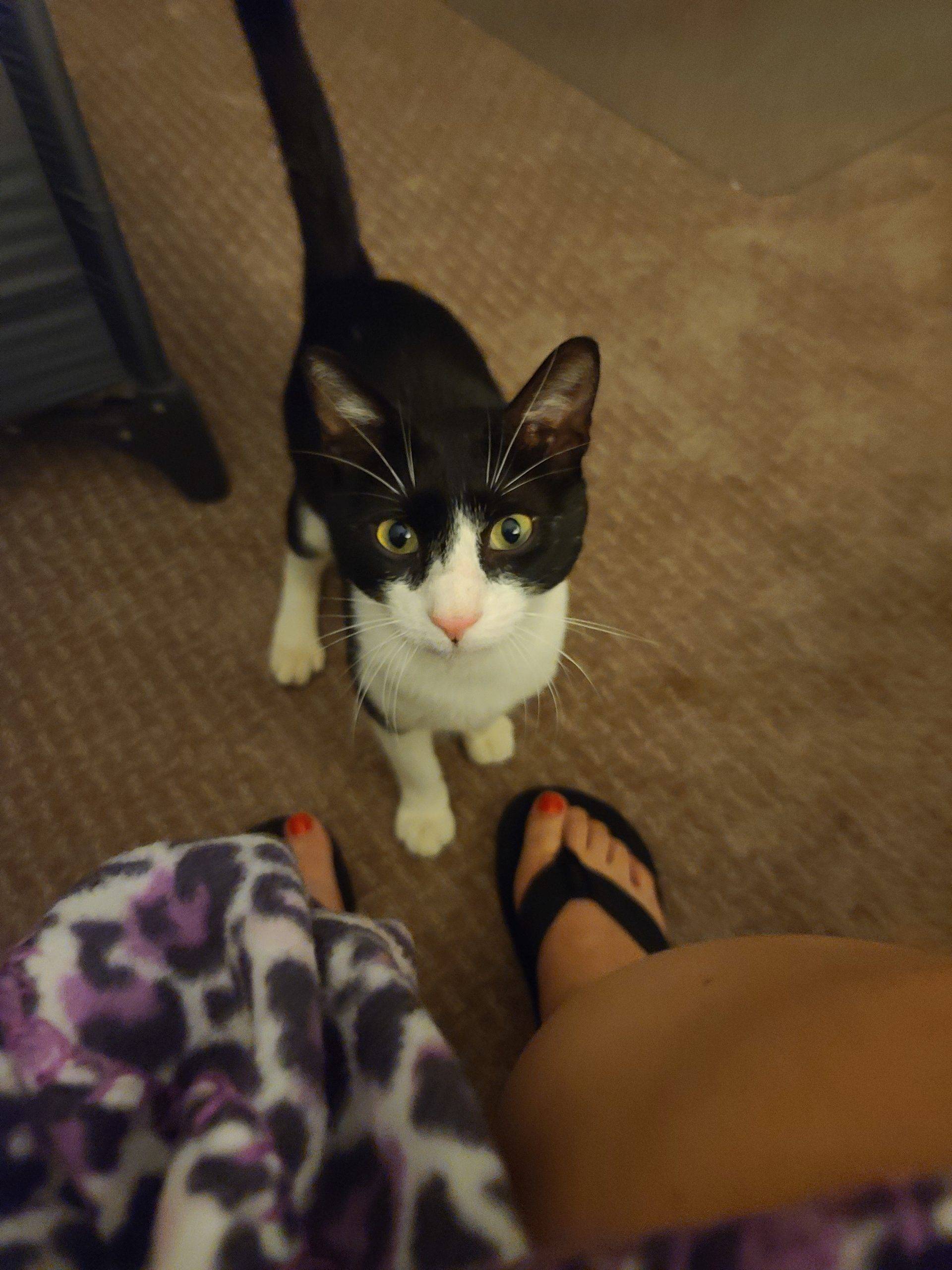 Atlanta (Acworth) GA – Cuddly Black and White Tuxedo Kitten For Adoption – Supplies Included – Adopt Sweet Seven