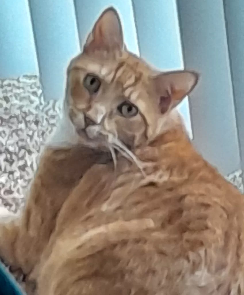 Handsome orange tabby cat for adoption in bakersfield ca