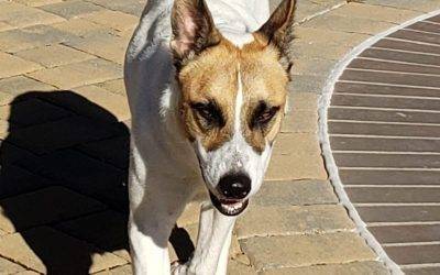 Sweet Australian Cattle Dog for Adoption in San Jose CA – Supplies Included – Adopt Stevie