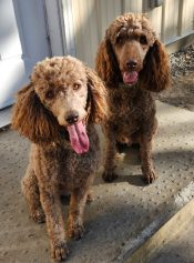 ADOPTED – Bonded Standard Poodles REHOMED In High River AB – Archie And Luna