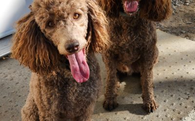 Adopted – bonded standard poodles rehomed in high river ab – archie and luna