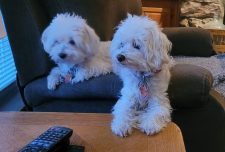 Molly And Millie, Bonded Maltipoo Dogs For Adoption In Missouri, Illinois, Kentucky Or Indiana