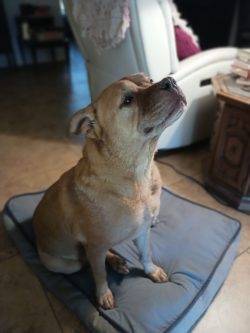 Sweet Senior Labrador Retriever Pit Bull Mix For Adoption In Cedar Park TX – Supplies Included – Adopt Aura