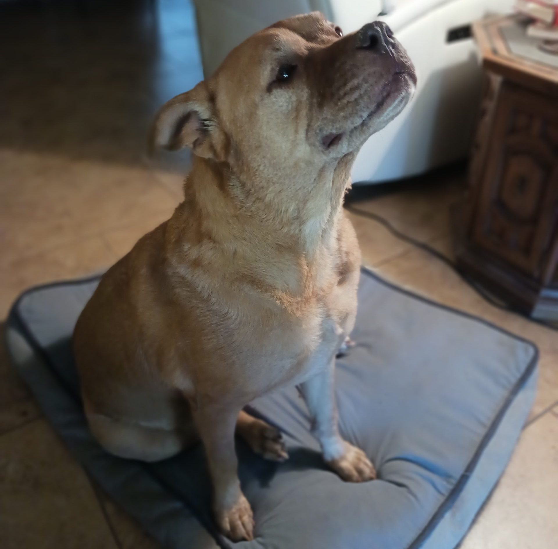Sweet Senior Labrador Retriever Pit Bull Mix for Adoption in Cedar Park TX – Supplies Included – Adopt Aura