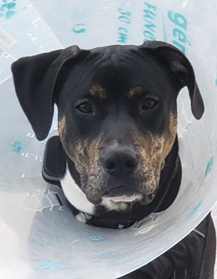 Large dogs for adoption Photo Cuddly Pitbull Mix Dog for Adoption in Botwood Newfoundland – Meet Ozzy
