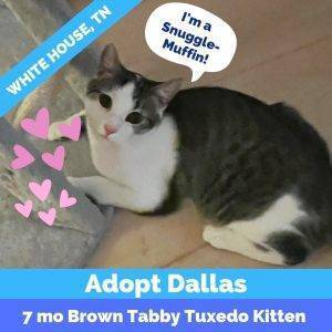 Extra cuddly brown tabby tuxedo kitten for adoption in white house tennessee – supplies included – adopt dallas