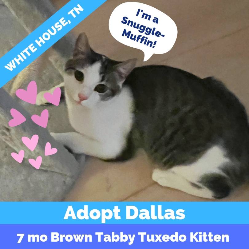 Extra Cuddly Brown Tabby Tuxedo Kitten For Adoption in White House Tennessee – Supplies Included – Adopt Dallas