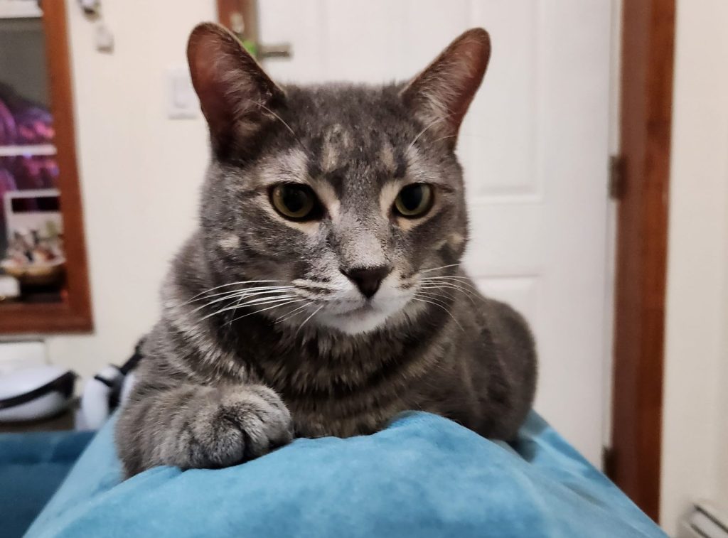 Dilute Grey Tabby Cat For Adoption in Brooklyn New York – Meet Delightful Bobbi