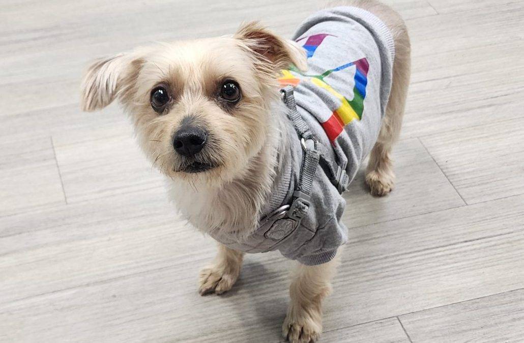 Yorkshire Terrier Yorkie Dog for Adoption in Montreal Quebec – Meet Amazing Terry