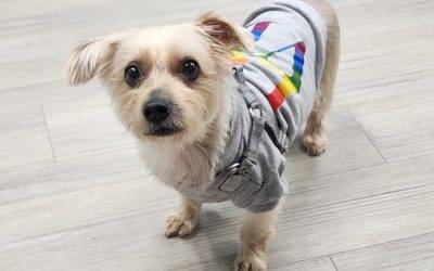 Yorkshire terrier yorkie dog for adoption in montreal quebec – meet amazing terry