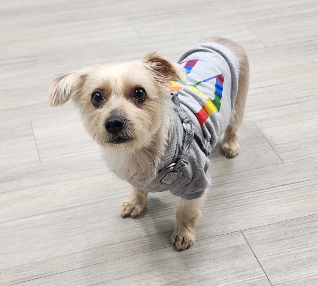 Sweet little terry is a blonde yorkshire terrier also called yorkie dog he's looking for a loving forever home in montreal and area after his owner can no longer care for him due to illness