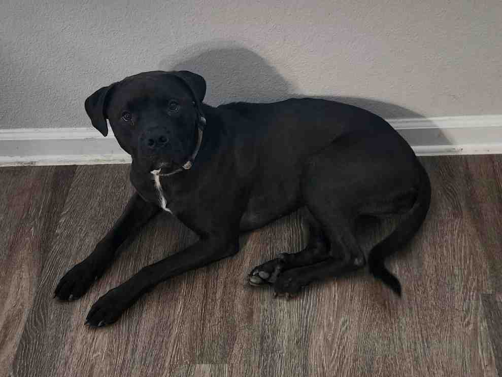 Loki, a black brown Labrador Retriever for Adoption in San Antonio Texas