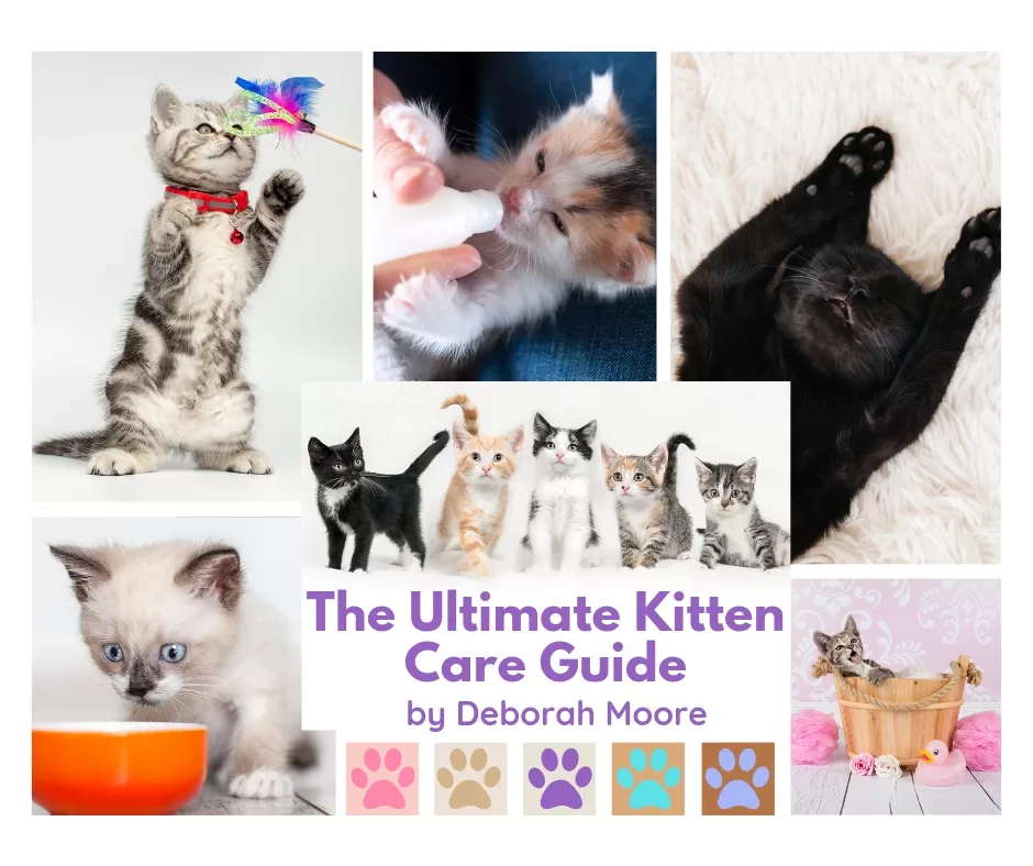 Collage of images of kittens in various poses with different things they need