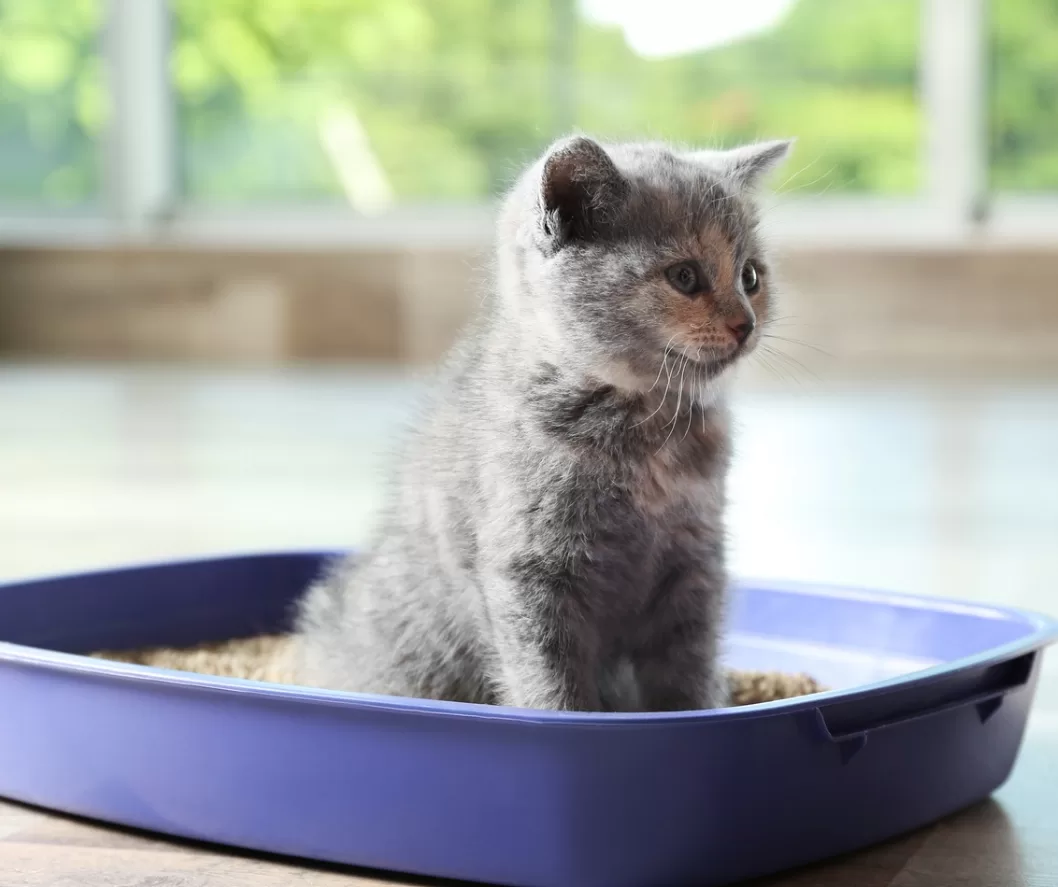 Photo of a kitten using the litter box