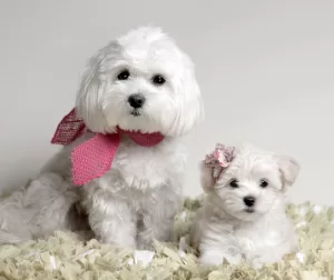 Photo of an adorable adult maltipoo and a cute tiny maltipoo puppy, both wearing pink accessories.