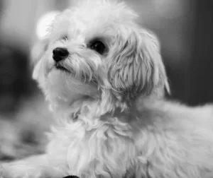 Black and white profile image of a maltipoo dog.