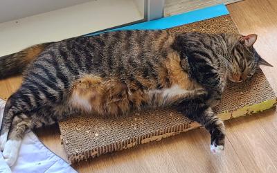 Adorable pudgy brown tabby cat for adoption in philadelphia – meet pete