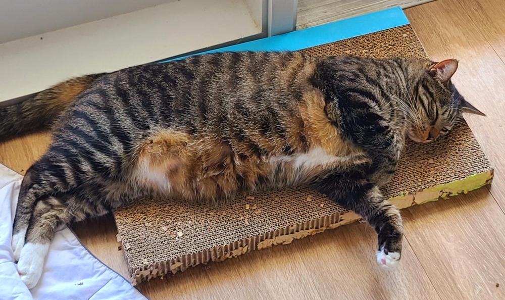 lovable and chubby brown tabby cat for adoption in philadelphia is laying on his side, showing his magnificent tummy.