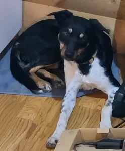 A border collie mix dog for adoption in red deer alberta, spice poses demurely, looking at the camera.