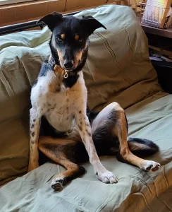 Border Collie mix dog for adoption in Red Deer