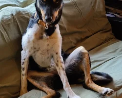 Border collie mix dog for adoption in red deer