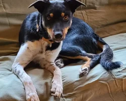 Border collie mix dog for adoption in red deer