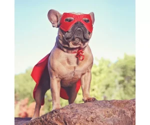 French bulldog wearing a superhero cape