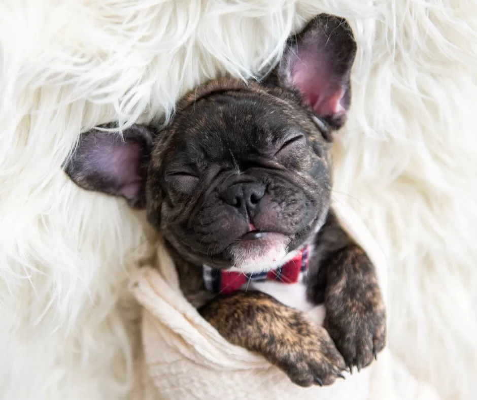 Photo of an adorable French bulldog puppy asleep on it's back