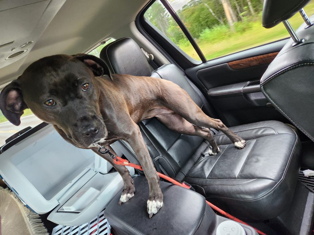 Large dogs for adoption Photo Pitbull Mix for Adoption in Botwood Newfoundland – Meet Hex