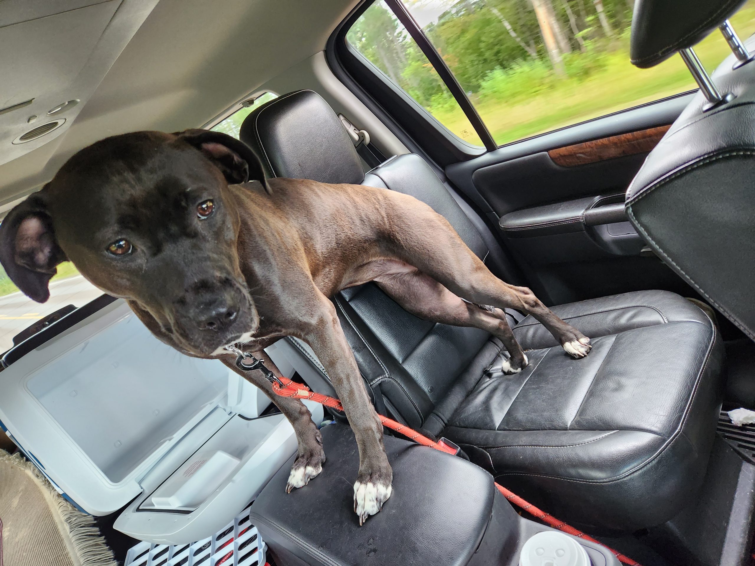 Pitbull Mix for Adoption in Botwood Newfoundland – Meet Hex