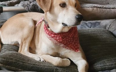 Yellow labrador retriever mix dog for adoption in portland oregon (sandy or) – meet charming charlie