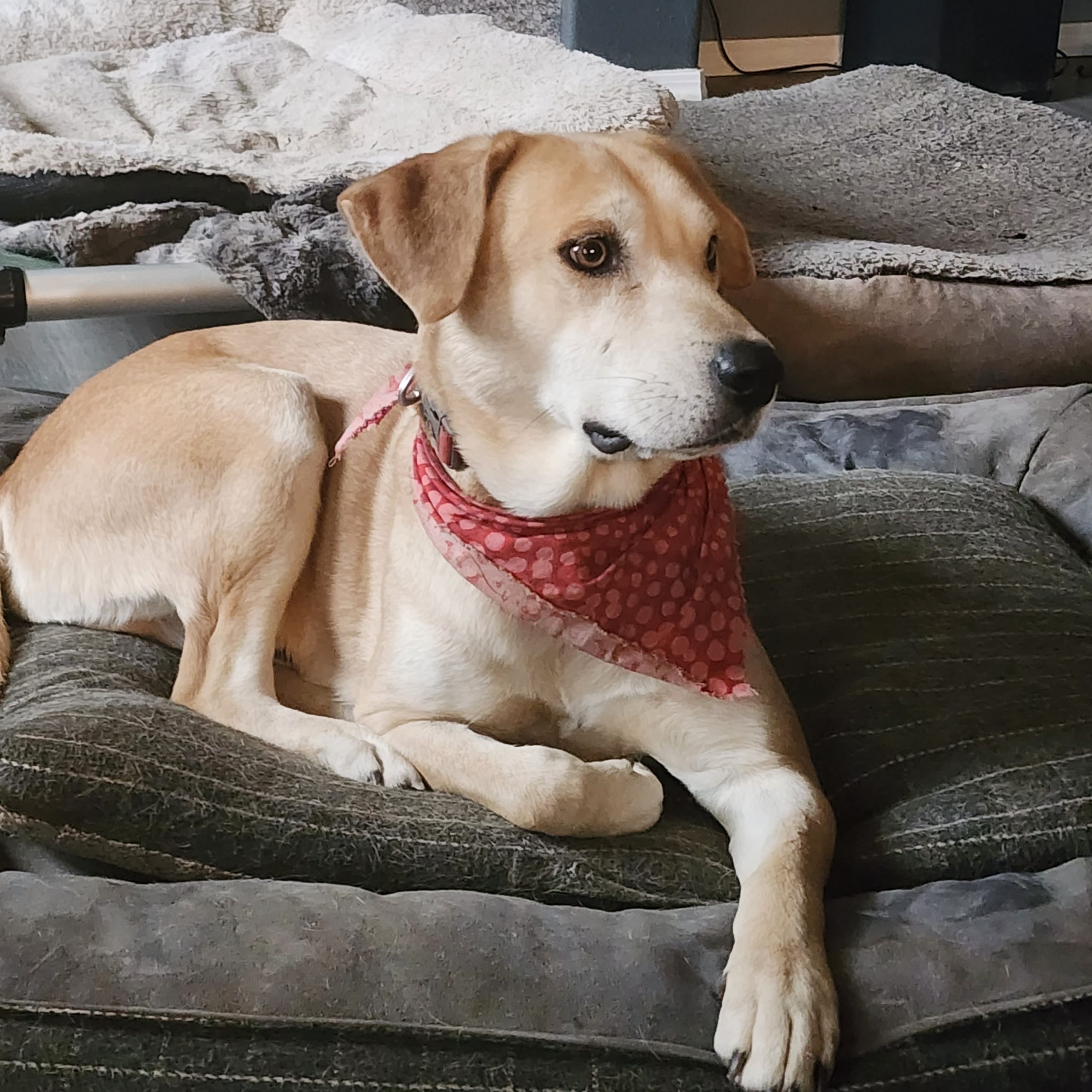 A photo of a very handsome yellow Labrador Retriever dog for adoption in Portland Oregon. Here he is wearing a red bandana and looking very spiffy.