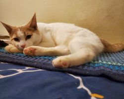 Cat for adoption in toronto