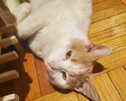 Cat for adoption in toronto