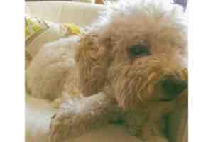 Mini labradoodle dog for adoption in airdrie ab apple