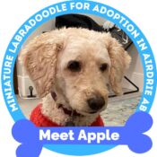 Adopt Apple – Miniature Labradoodle Dog For Adoption In Airdrie AB Alberta – Supplies Included