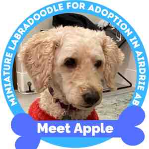 Adopt apple – miniature labradoodle dog for adoption in airdrie ab alberta – supplies included