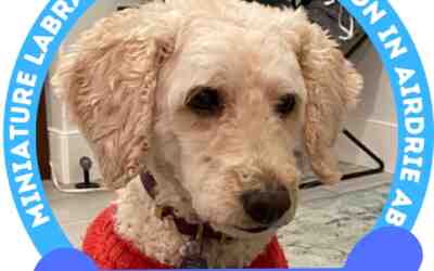 Adopt apple – miniature labradoodle dog for adoption in airdrie ab alberta – supplies included
