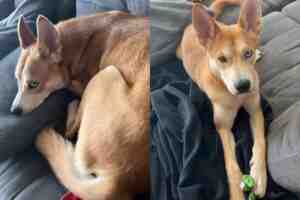 Two photos of karama, a red siberian husky dog with odd eyes, one ice blue and the other brown. In these poses he is resting comfortably on a bed.