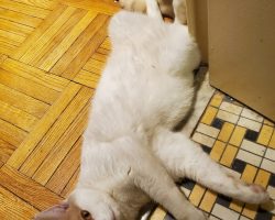 Cat for adoption in toronto